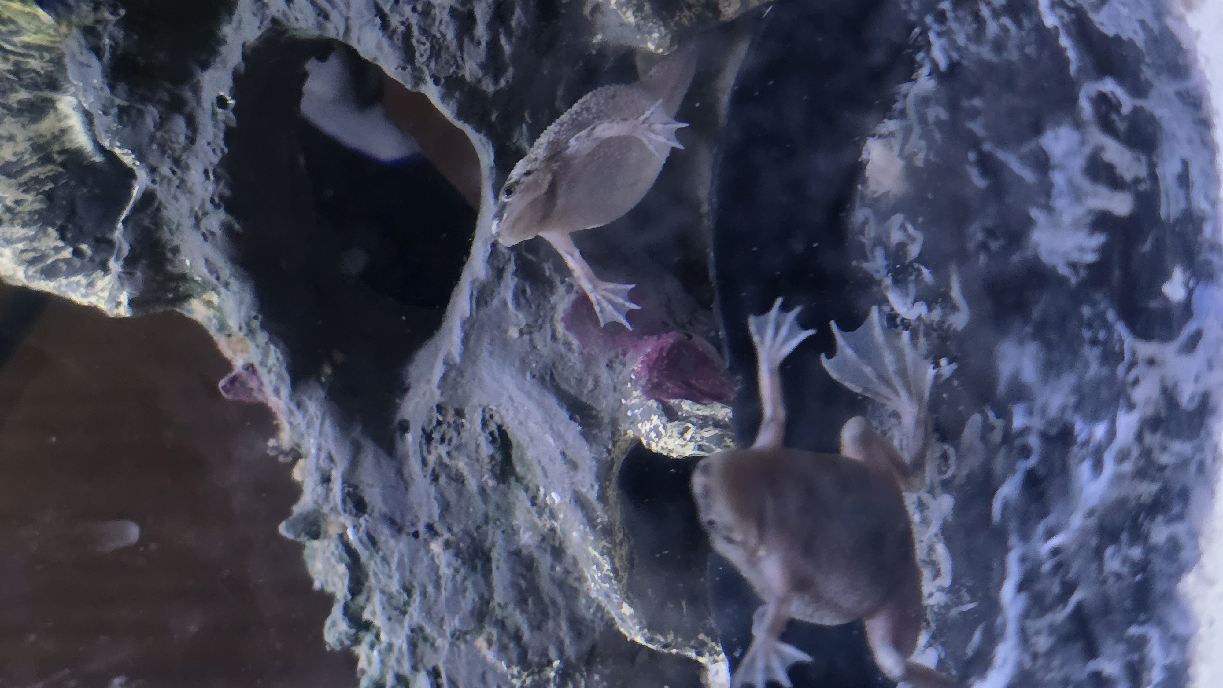 African Dwarf Frogs